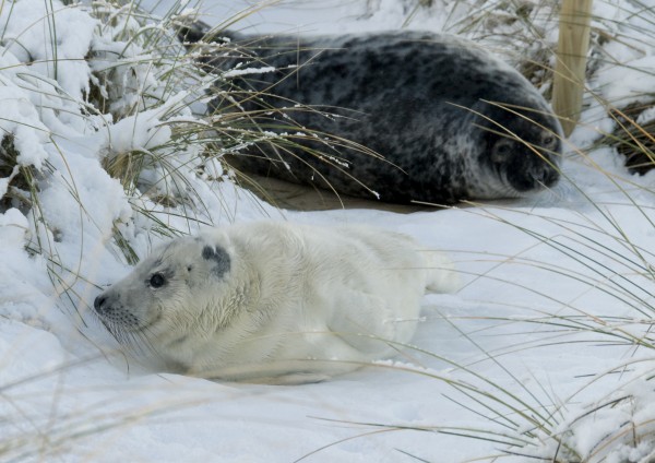 Grey Seal Pup